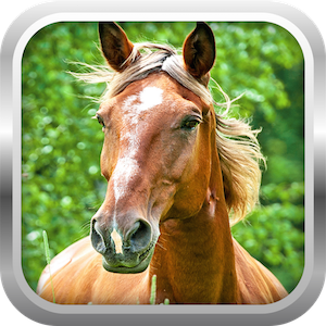 3D Horse Simulator