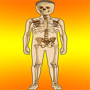 Body Parts – Internal and External