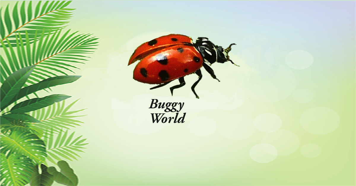 Buggy World