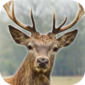 Deer Hunter: 3D Sniper Shooter