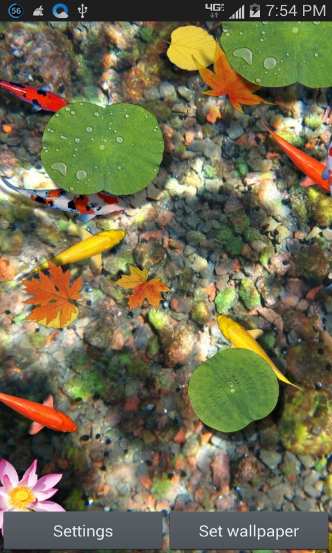 Dream Fish Pond