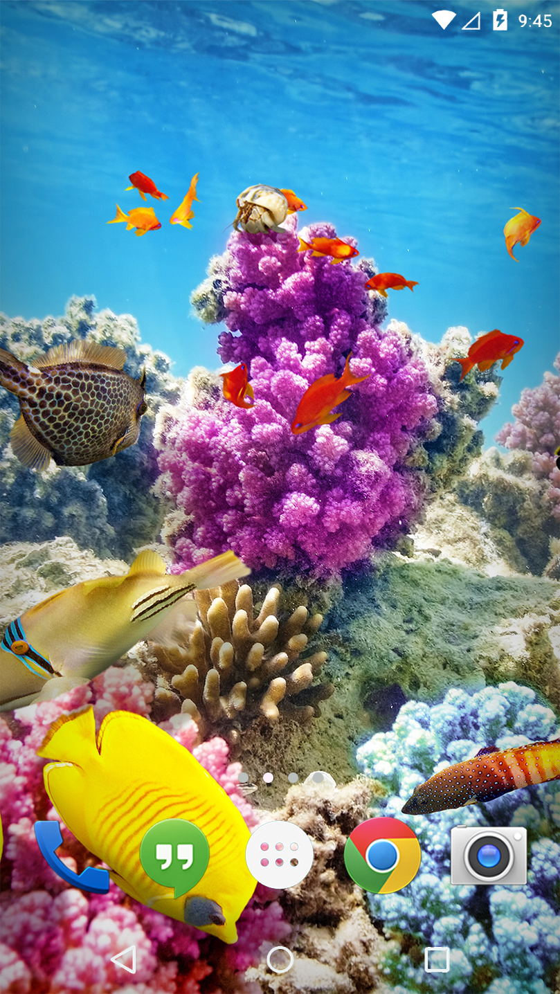 Aquarium Corals Fish Live WP
