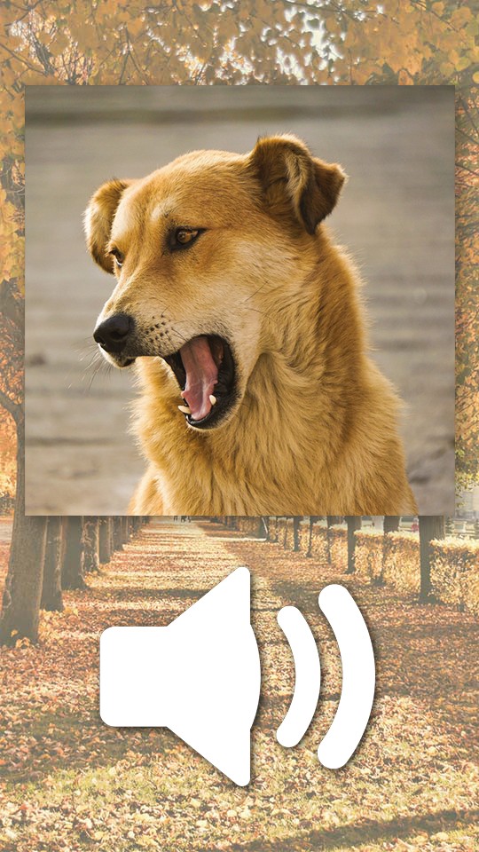 Cute doggy games:dog puzzles, matching pairs, dog pictures & dogs
