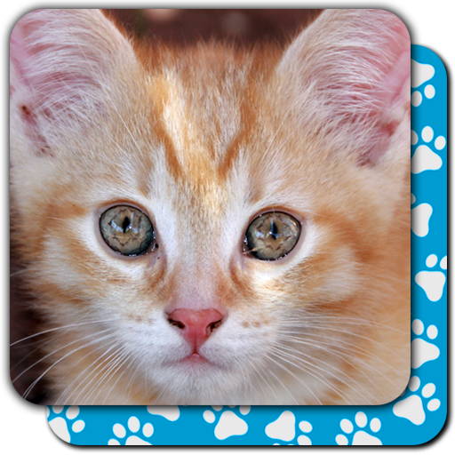 Memory Games free: Cute Cats