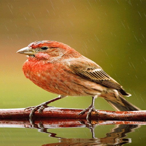 Cute Rainy Bird LWP