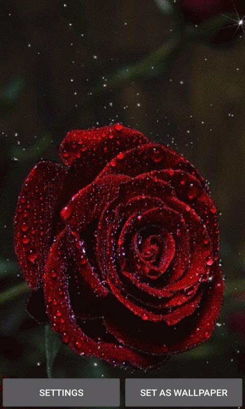 Dewy Red Rose LWP
