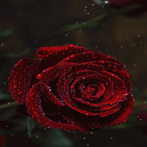 Dewy Red Rose LWP