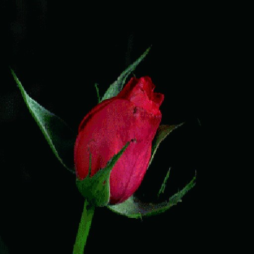 Red Rose Blooming LWP
