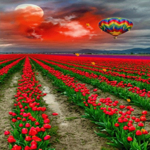 Tulip Flowers Live Wallpaper