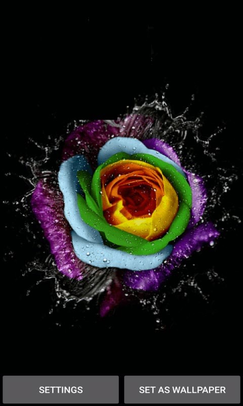 Watery Rose Beauty LWP