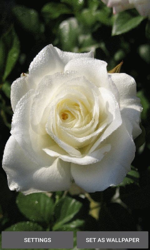 Dewy White Rose LWP