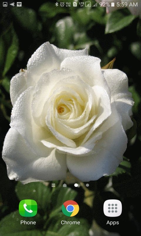 Dewy White Rose LWP