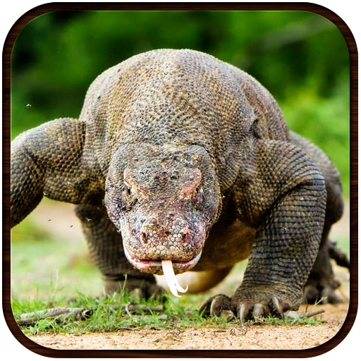 Komodo Dragon Lizard Rampage