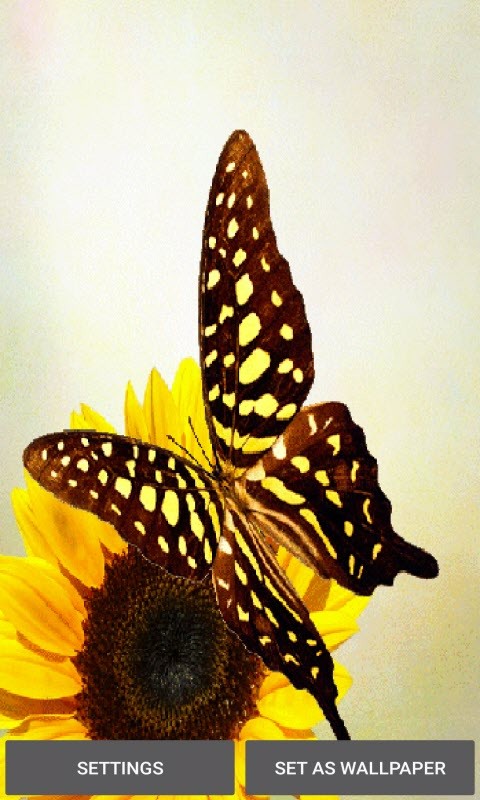 Yellow Flower Butterfly LWP