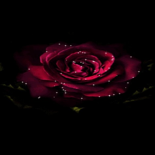 Shining Rose Blooming LWP