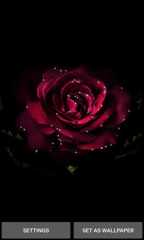 Shining Rose Blooming LWP