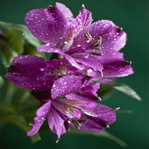 Purple Flowers Shine LWP