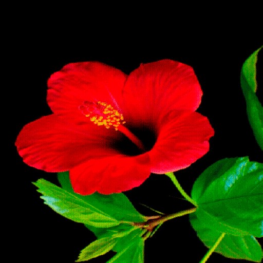 Red Flower Beauty LWP