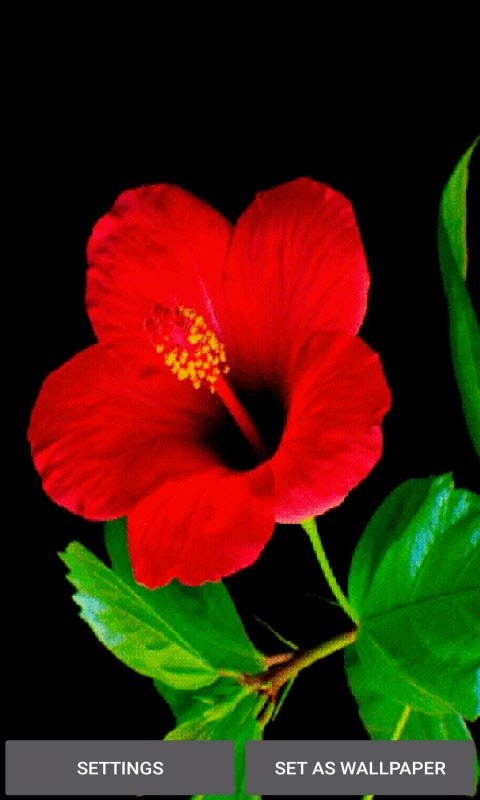Red Flower Beauty LWP