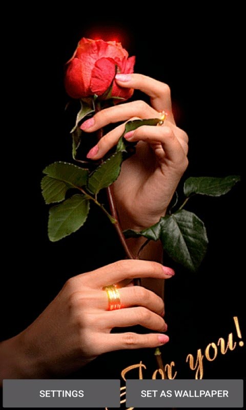 Valentine Rose LWP