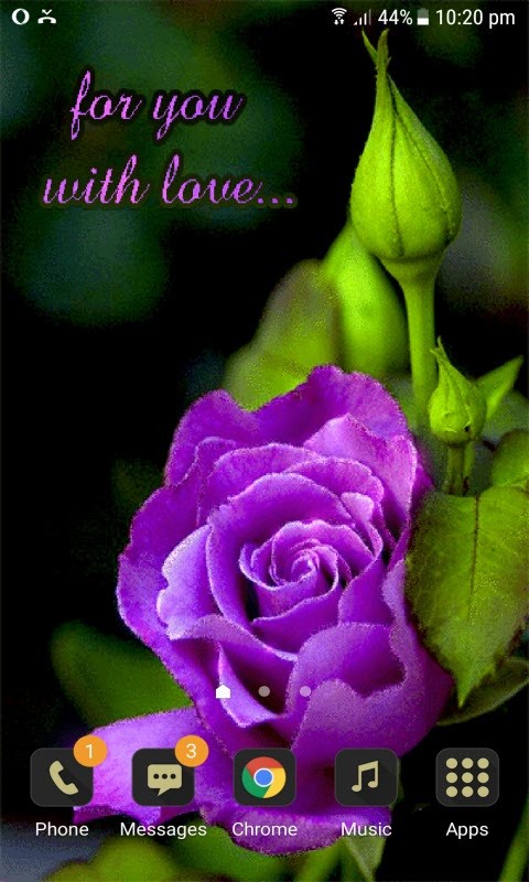 Purple Lovely Rose LWP