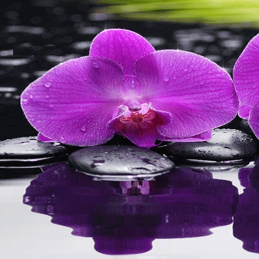 Purple Orchid Live Wallpaper