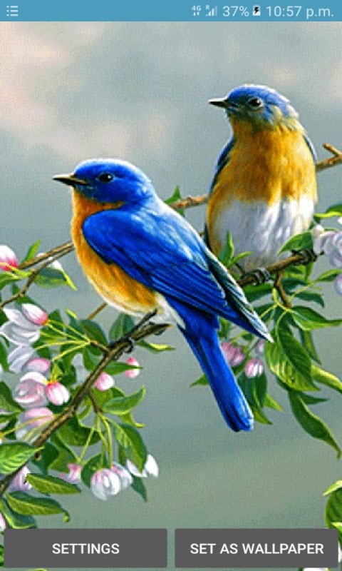 Cute Blue Birds LWP