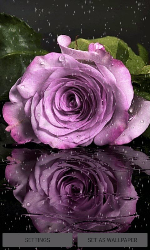 Purple Rainy Flower LWP