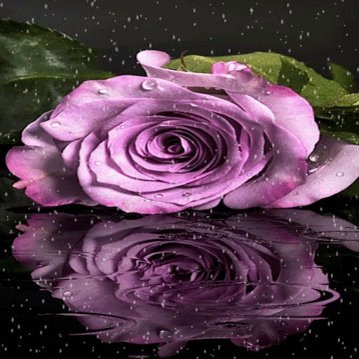 Purple Rainy Flower LWP