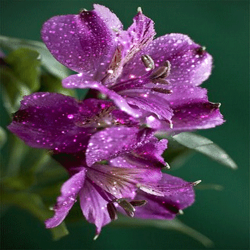 Dewy PurpleFlower LWP