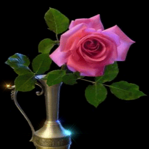 Pink Rose Pot Live Wallpaper