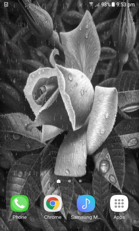 Black And White Rose LWP