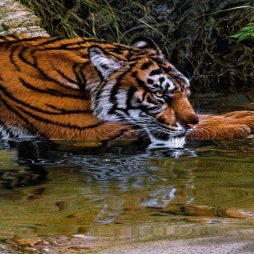 Tiger In River LWP