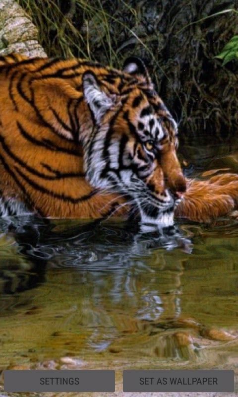 Tiger In River LWP
