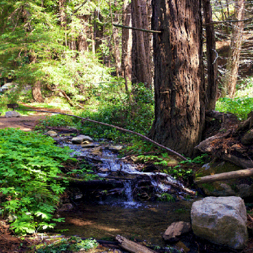 Blue Water Forest LWP