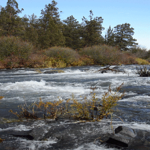 Forest Nature River LWP