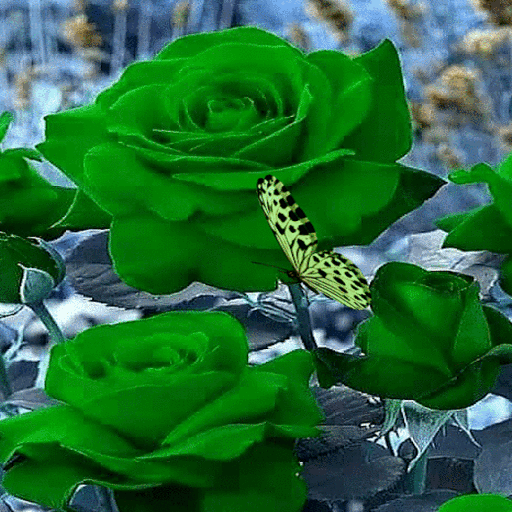 Green Roses Butterfly LWP