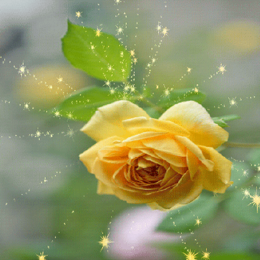 Magical Yellow Rose LWP