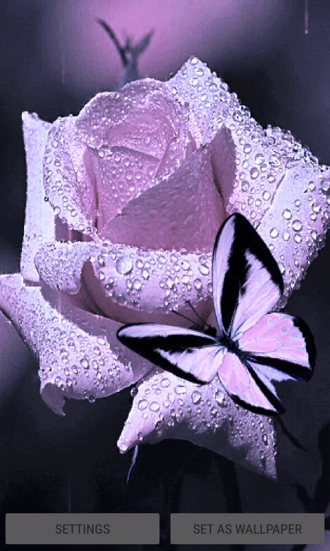 Purple Rose Butterfly LWP