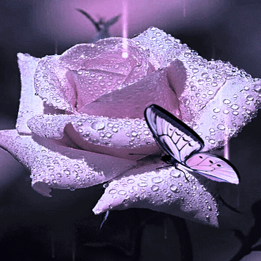 Purple Rose Butterfly LWP