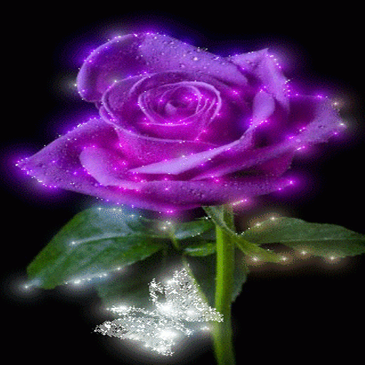 Purple Shine Rose LWP