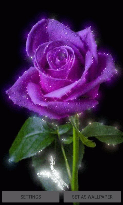 Purple Shine Rose LWP