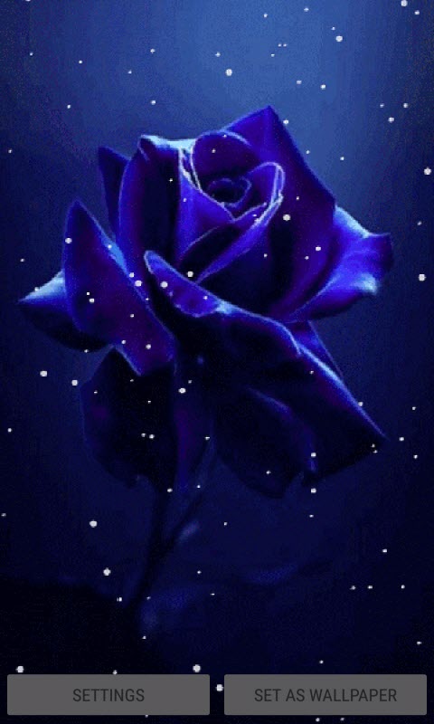 Snowy Blue Rose LWP