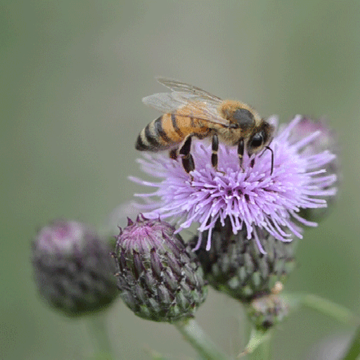 Bee On Flower LWP