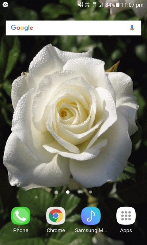 Dewy Rose Blooming LWP