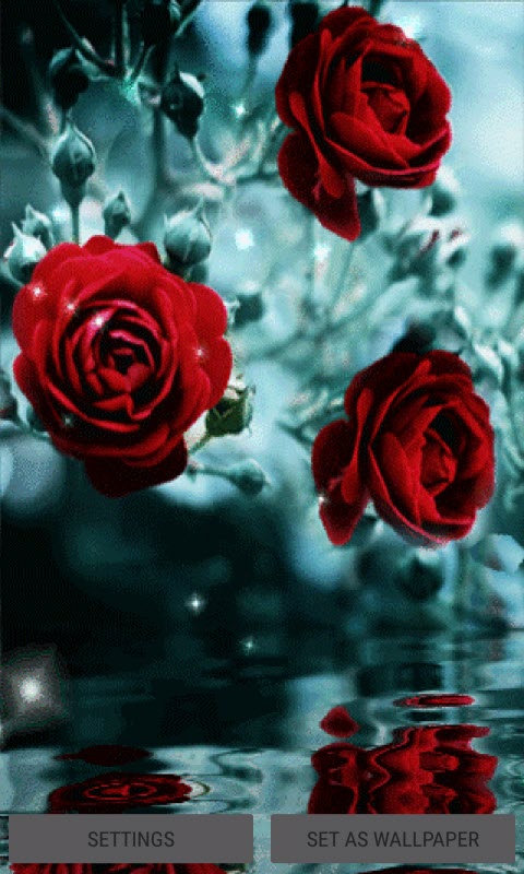 Red Roses Reflection LWP