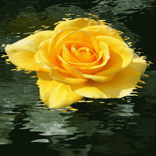 Yellow Rose Swing LWP