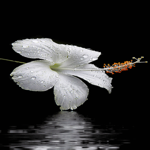 Dewy Hibiscus Live Wallpaper