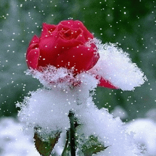 Snowy Red Rose LWP