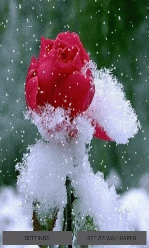 Snowy Red Rose LWP